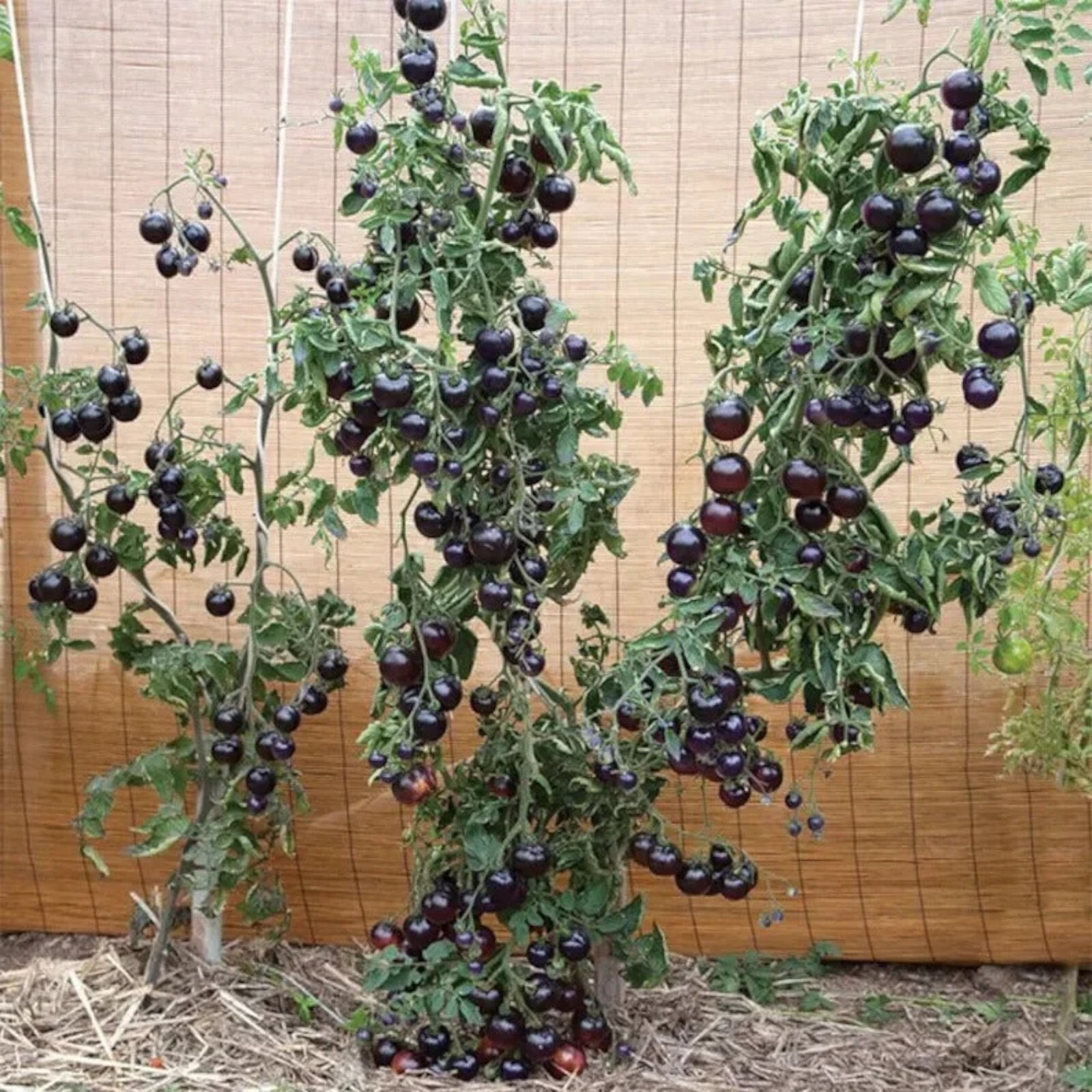 100pcs European Black Cherry Tomato Seeds – Heirloom, Non-GMO, Rich Flavor