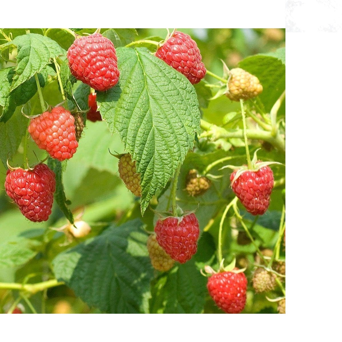 Red Raspberry Seeds 50 Count Rubus idaeus Outdoor Fruit Plant