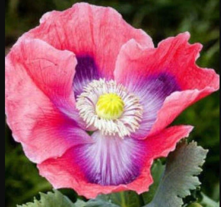 Poppy DELUXE MIX Breadseed Poppies Large Blooms Decorative Pods USA 500 Seeds!