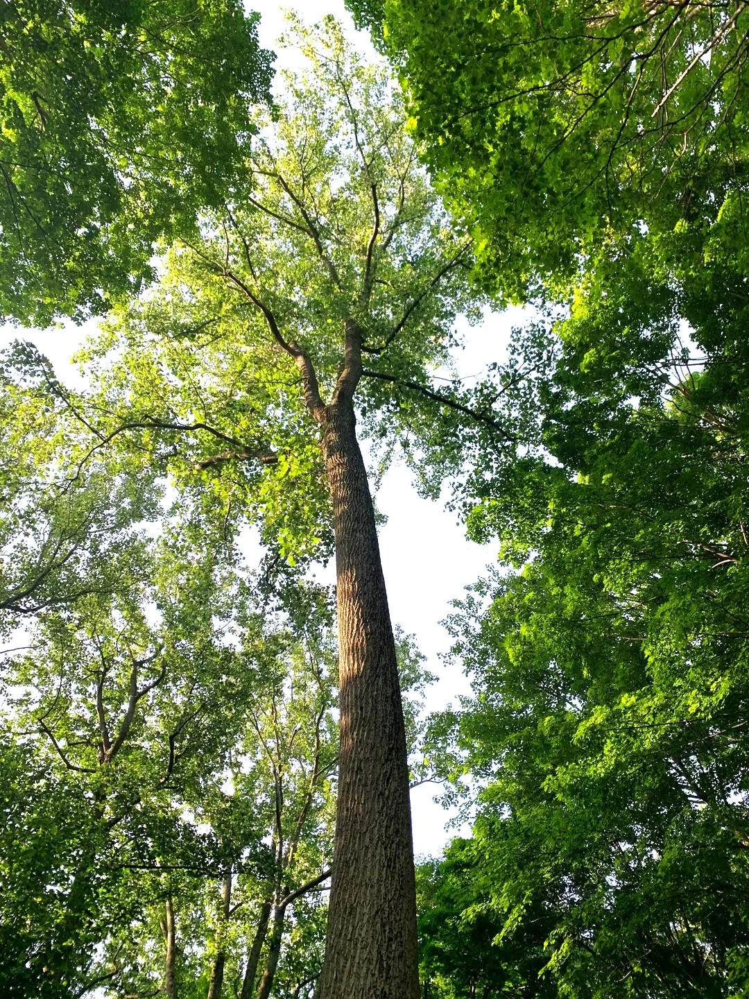 Tulip Poplar Tree Seeds – For 2026 Planting Tallest Fast Growing Flowering