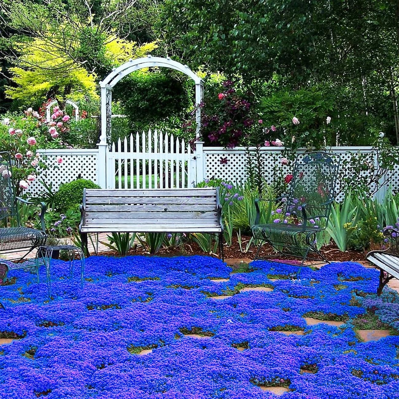 20000+ Magic Blue Creeping Thyme Seeds for Planting Ground Cover Plants Heirloom