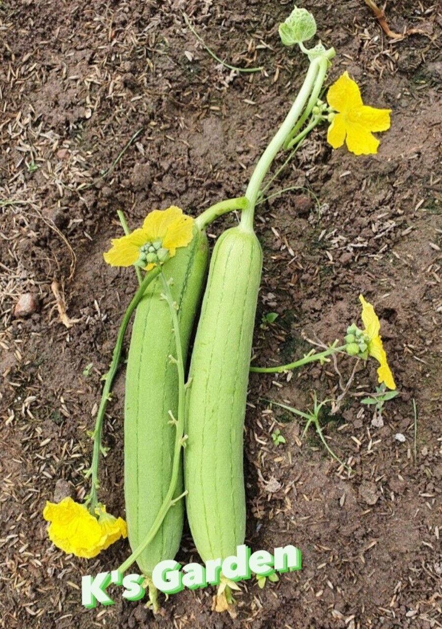 5 PCS – ASIAN EDIBLE LUFFA, SMOOTH SPONGE GOURD SEEDS, HẠT MƯỚP HƯƠNG
