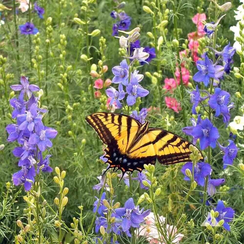 500+ Wildflower Mix HUMMINGBIRD BUTTERFLY SEEDS – Perennials Annuals Heirloom