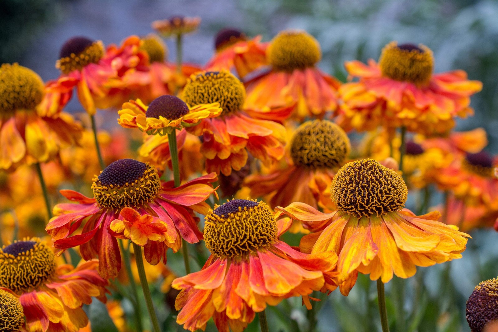 100 HELENIUM AUTUMN LEAVES Mix Helenium Autumnale Sneezeweed Flower Seeds