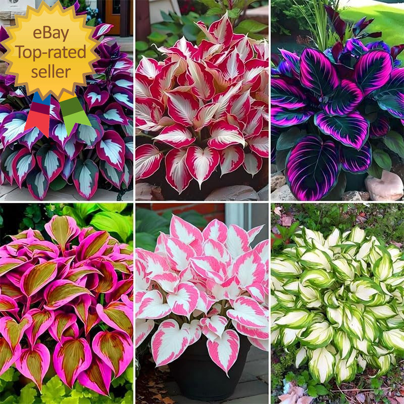 185+Mixed Color Hosta Seeds for Planting Outdoors Shade/Cold Tolerant Perennials