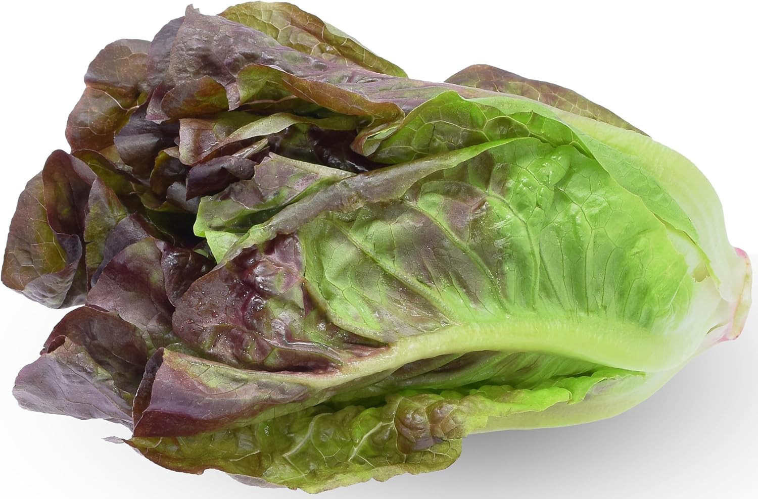 1000 Red Romaine Lettuce Seeds for Planting – Heirloom, Non-Gmo, USA Grown, Prem