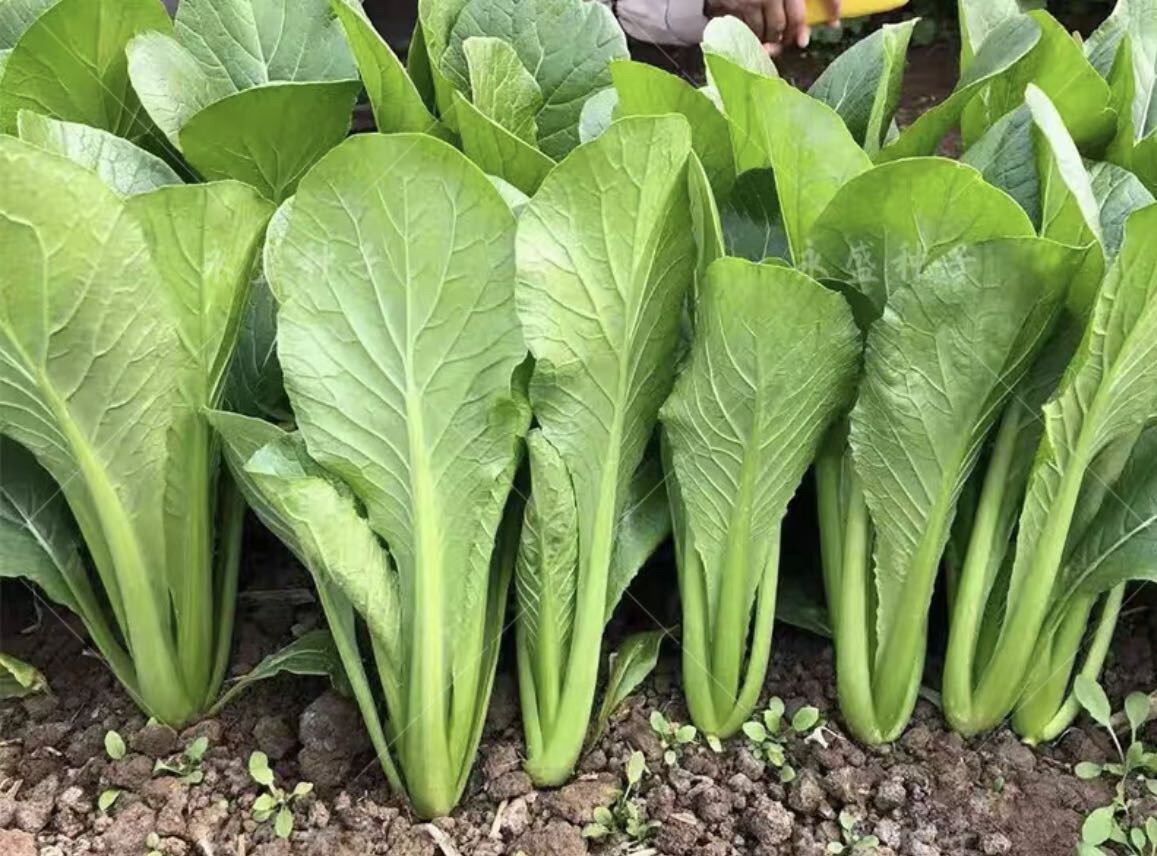 300+pak choi green stem quick bok choy 4 Season vegetable seeds 300多粒速生四季绿梗快青菜
