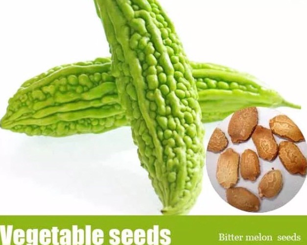 50 Bitter Melon ,Bitter Gourd seeds, Balsam Pear, Ku Gua, Foo Gwah, Kho Qua 2022