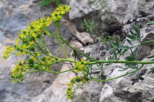 Ruta graveolens | Common or Garden Rue | Herb of Grace | 10 Seeds