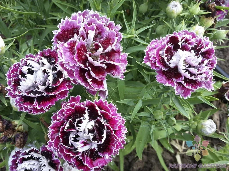 200+ Velvet n Lace Chianti Carnation Seeds for Garden – USA – FREE SHIPPING!