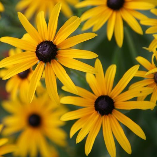 Wildflower Mix NATIVE ALL PERENNIAL Butterflies BEES Heirloom Non-GMO 500 Seeds!