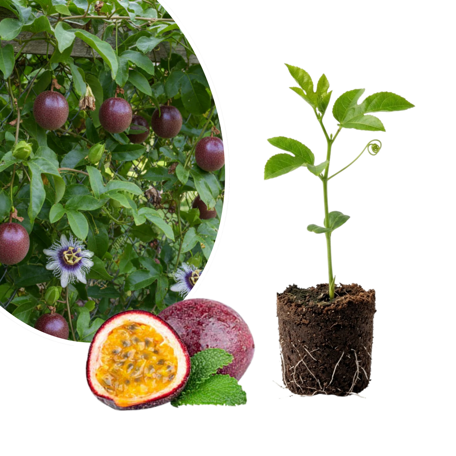 Bounty Passionfruit Live Plant 4-6 Inches Tall Rooted Cold Hardy Vine