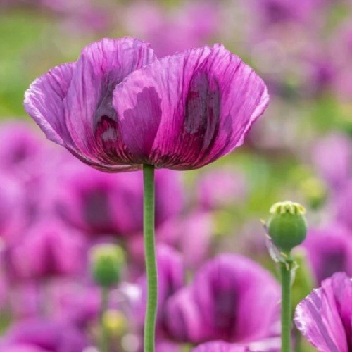 Heirloom Hungarian Blue Breadseed Poppy Seeds | Stratified Papavaer somniferum