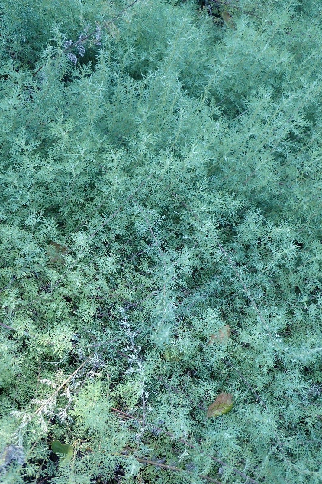 Fringed Sagebrush Seeds – Artemisia frigida – Prairie Sagewort – Arctic Sage