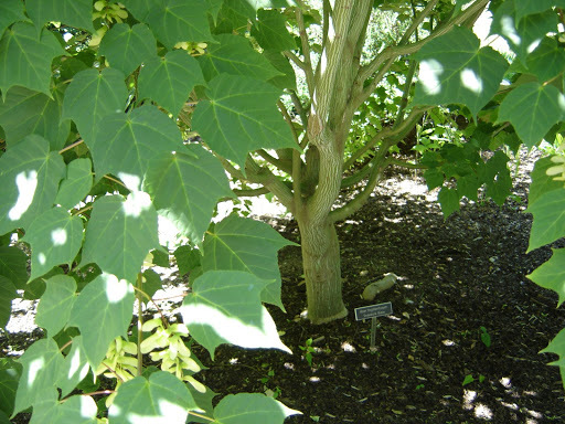 Manchurian Striped Maple, (Snake Bark), Acer tegmentosum, Tree Seeds
