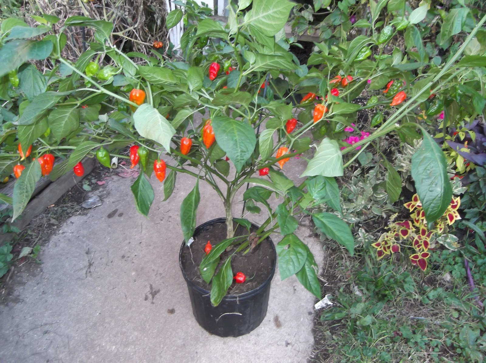 GHOST PEPPER ‘BHUT JOLOKIA’ MEGA HOT PEPPER! COMB. S/H! SEE OUR STORE!