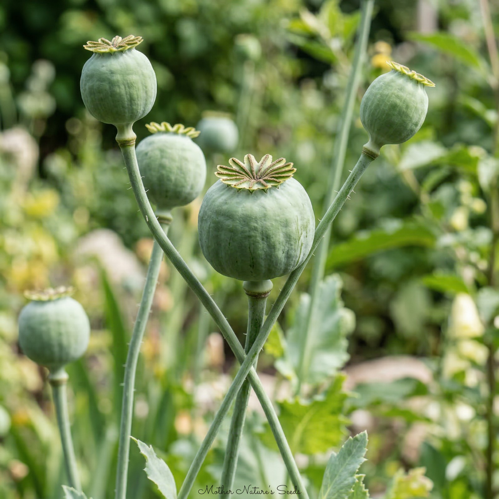 Landscaper’s Pack Breadseed Poppy MIXED COLORS Bulk Field Large Area 20000 Seeds