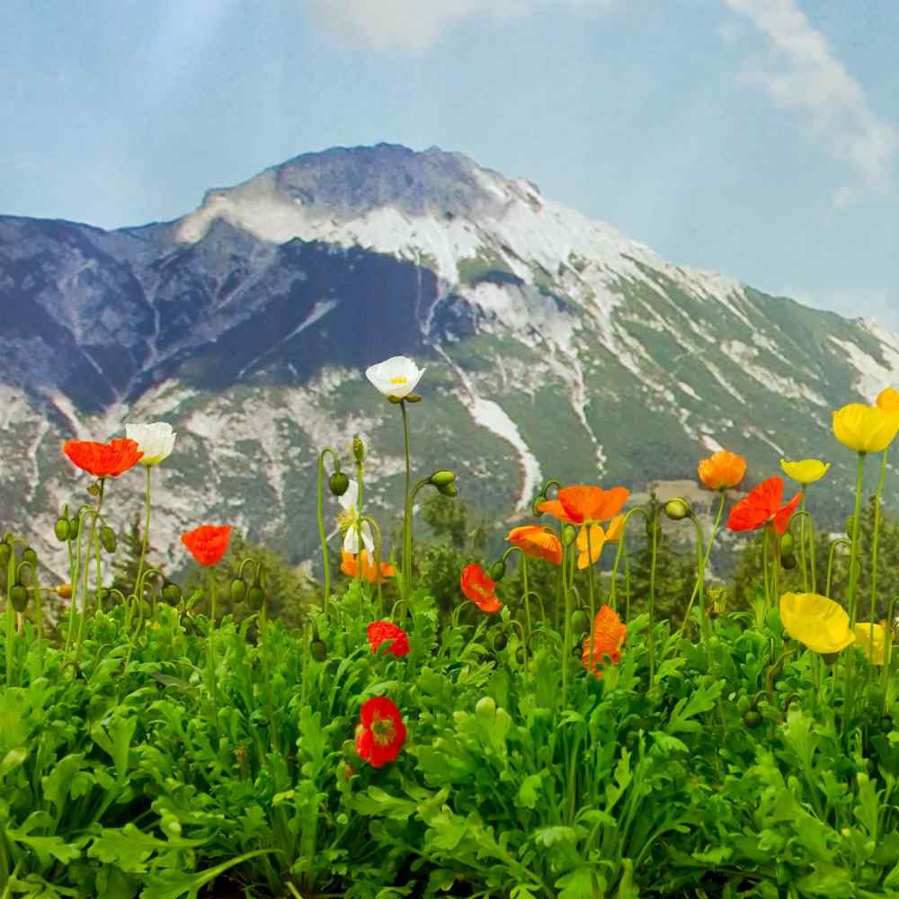 10000 Seeds Poppy Seeds – Alpine Poppy Flower Seed