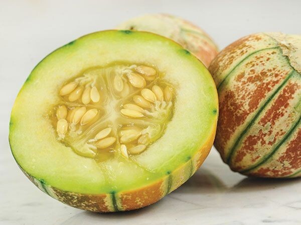 20+ Kajari Melon Seeds Small Personal Sized Exotic Melon w Musky Honeydew Flavor