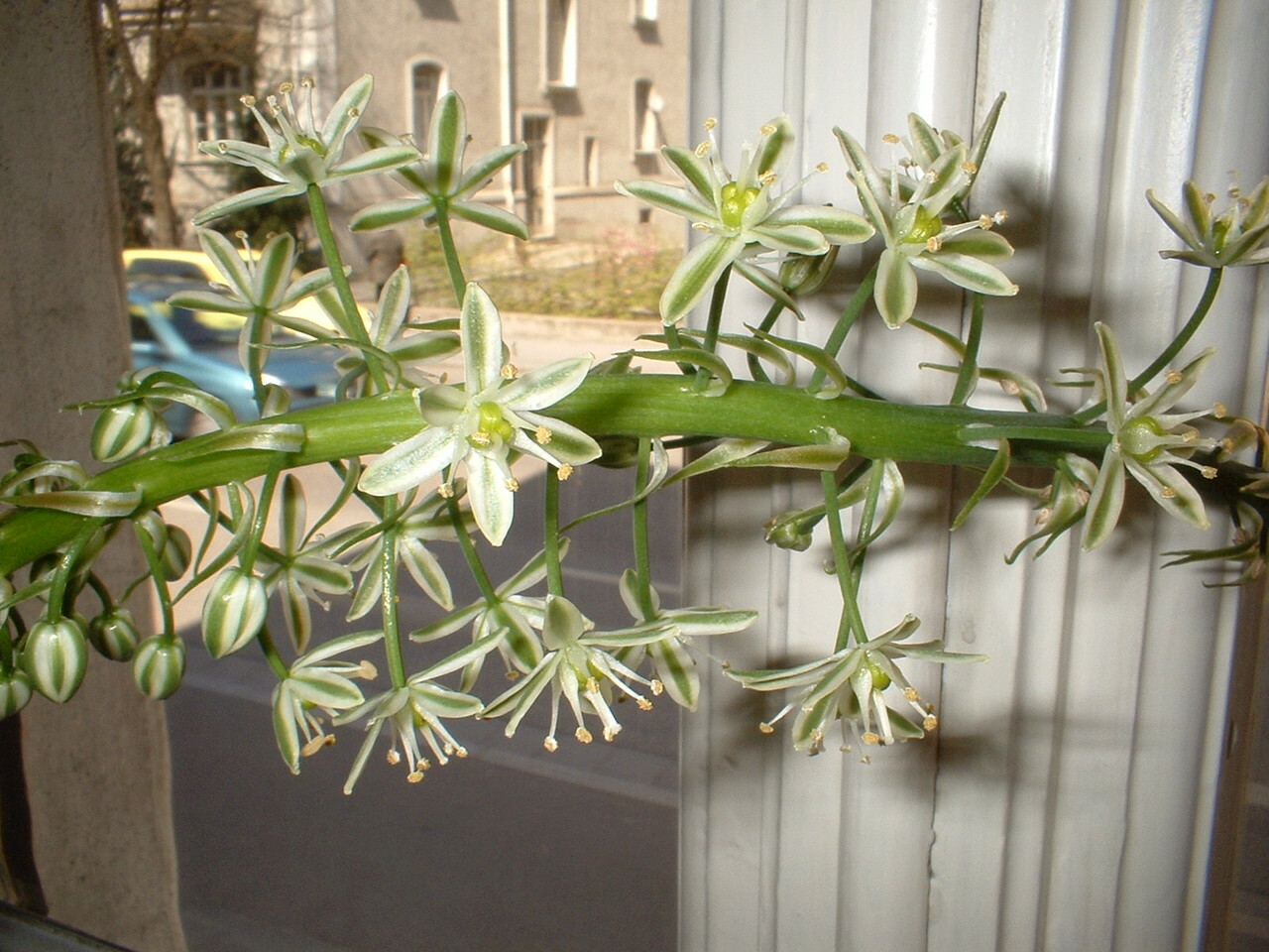 Ornithogalum caudatum Pregnant Onion 20 seeds