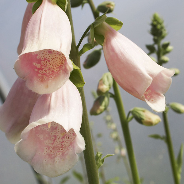 Apricot Beauty Foxglove Seeds | Non-GMO | Free Shipping | Seed Store | 1247