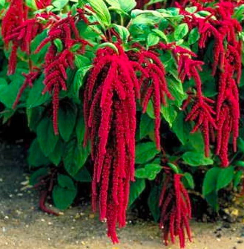 Amaranth Seeds – Love Lies Bleeding Seeds – DRAMATIC! – Grown in the USA