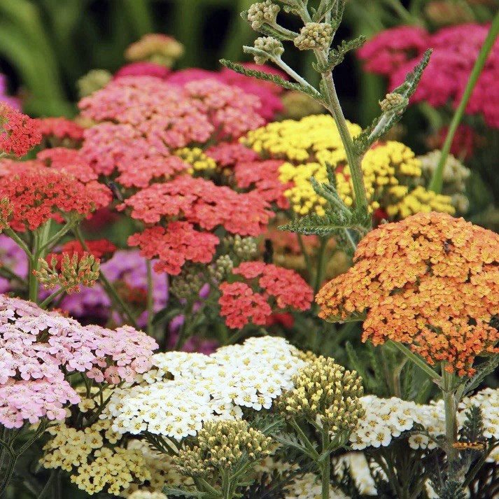 100+ Yarrow COLORADO Mix Seeds | Perennial Wildflower Xeriscaping Non-GMO USA