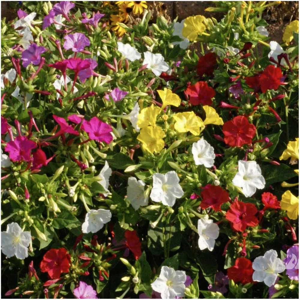 Mixed Four O’ Clock Seeds For Planting (Mirabilis jalapa)