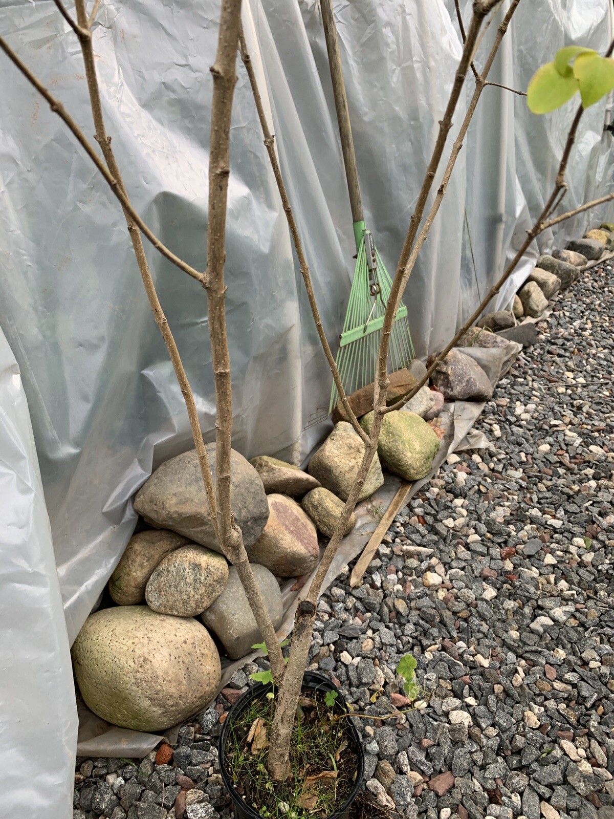 Purple Lilac 3-4 year old plant, Syringa vulgaris (Common Lilac), Bare root