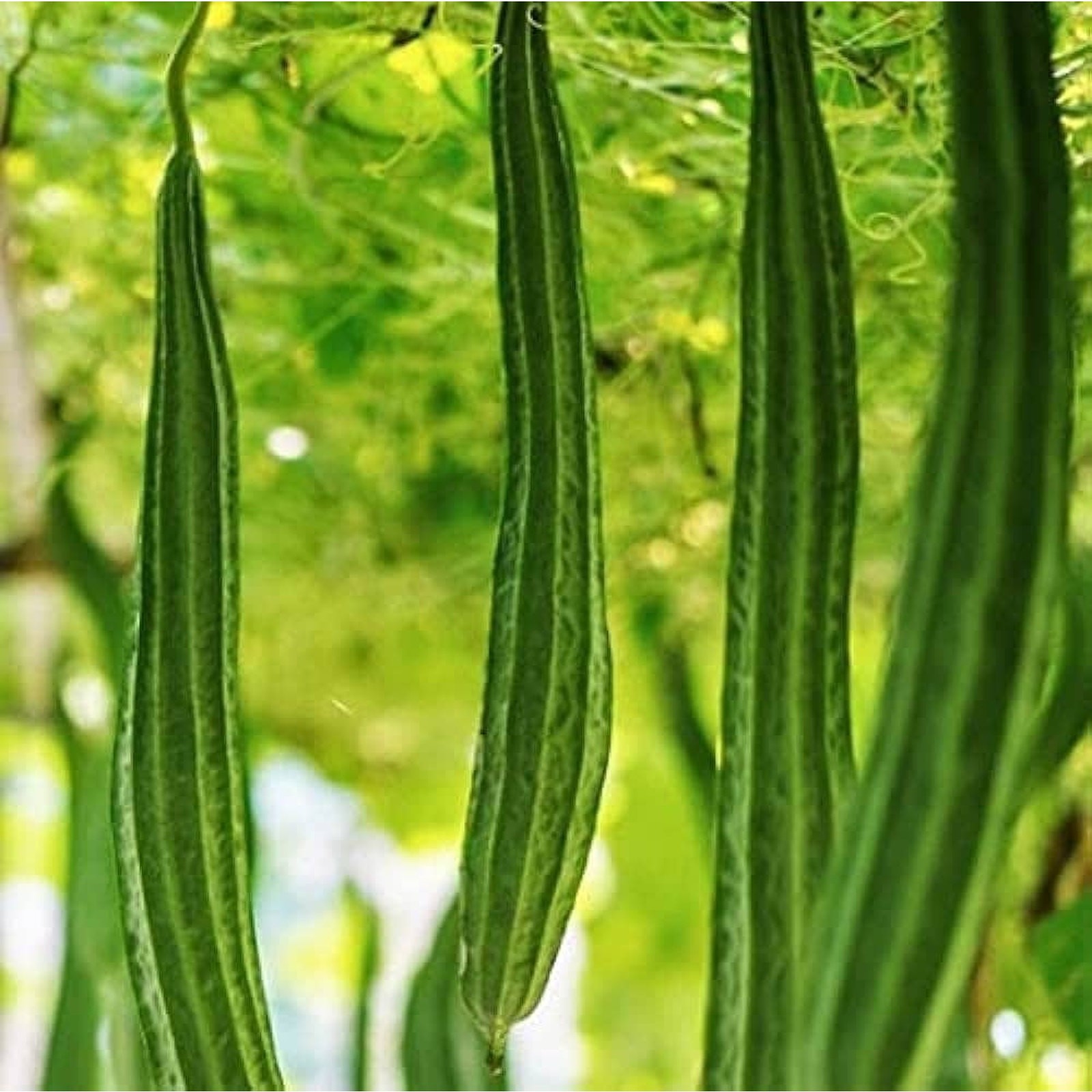 Bonanza Angled Luffa Ridged Luffa Gourd Squash Chinese Okra Seeds Heirloom
