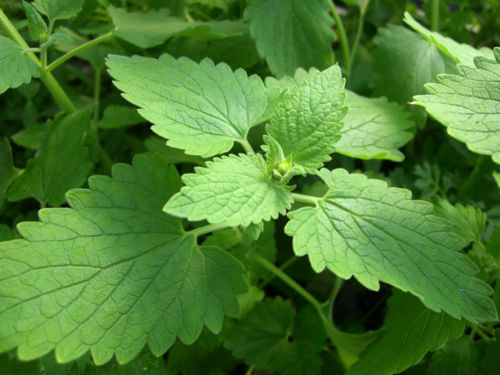 Catnip Seeds, Catmint Seeds, Organic, Heirloom Herb Seeds, Medicinal Seeds, 75ct