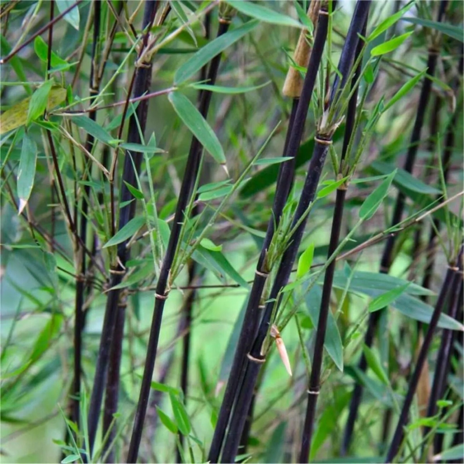 50 Black Pearl Bamboo Seeds Perennial Ornamental Seed Privacy Seed US SELLER