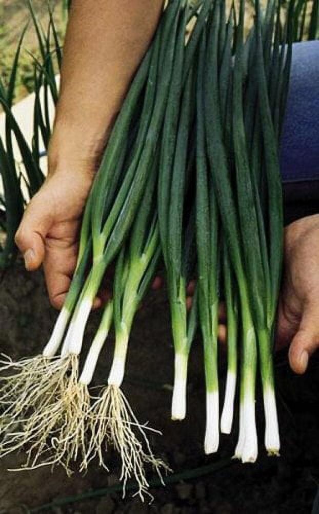 250 Organic Non-GMO Tokyo Long Bunching Green Onion Seeds- Seeds Of Tomorrow
