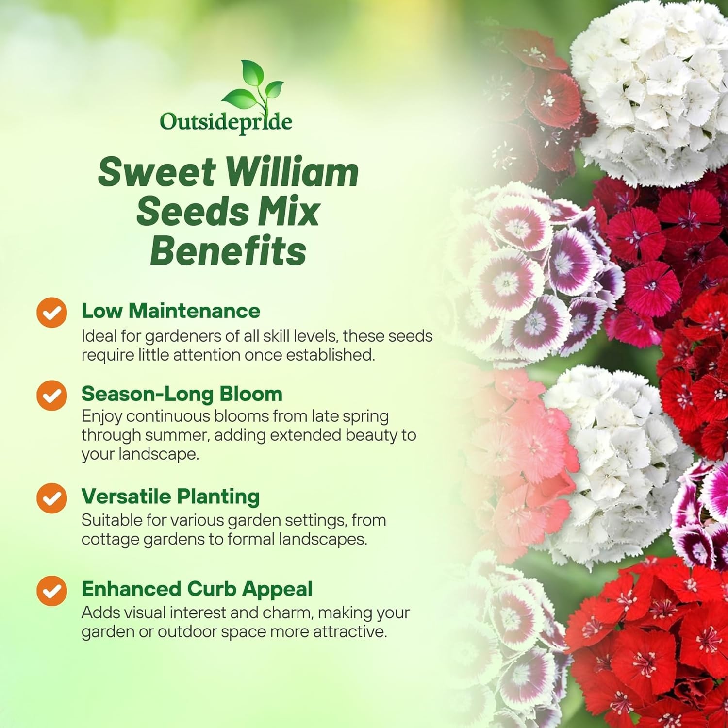 1 LB Dianthus Sweet William Seed Mix For Planting | Xeriscape Landscaping
