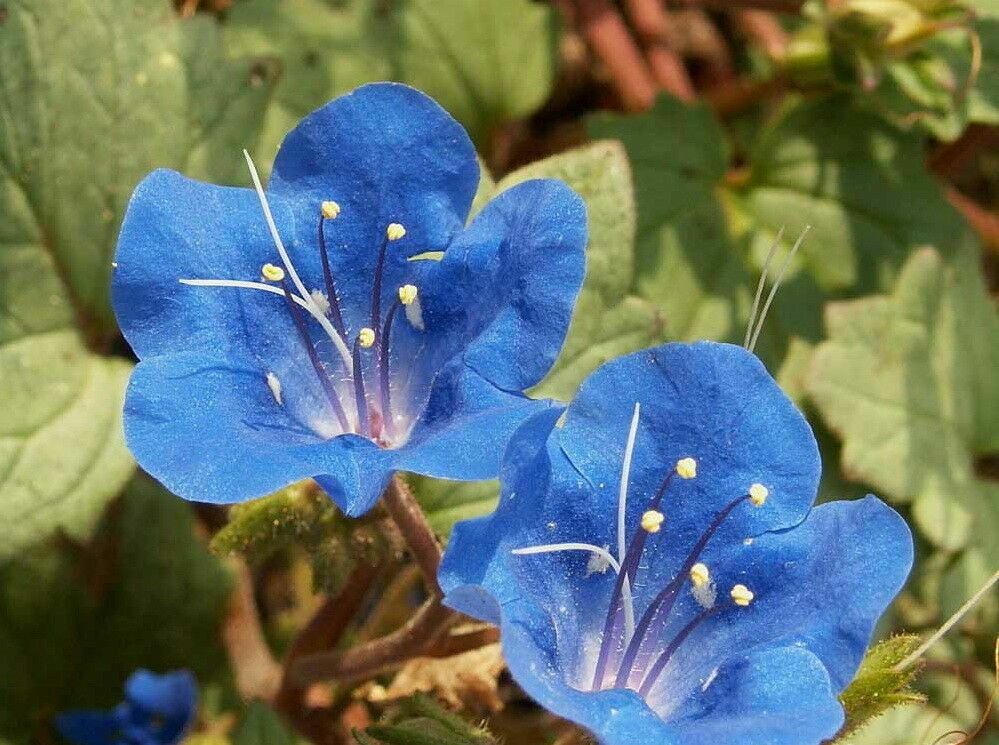 California Bluebell Desert Canterbury Flower Seeds Phacelia (500 to 5000 SEEDS)
