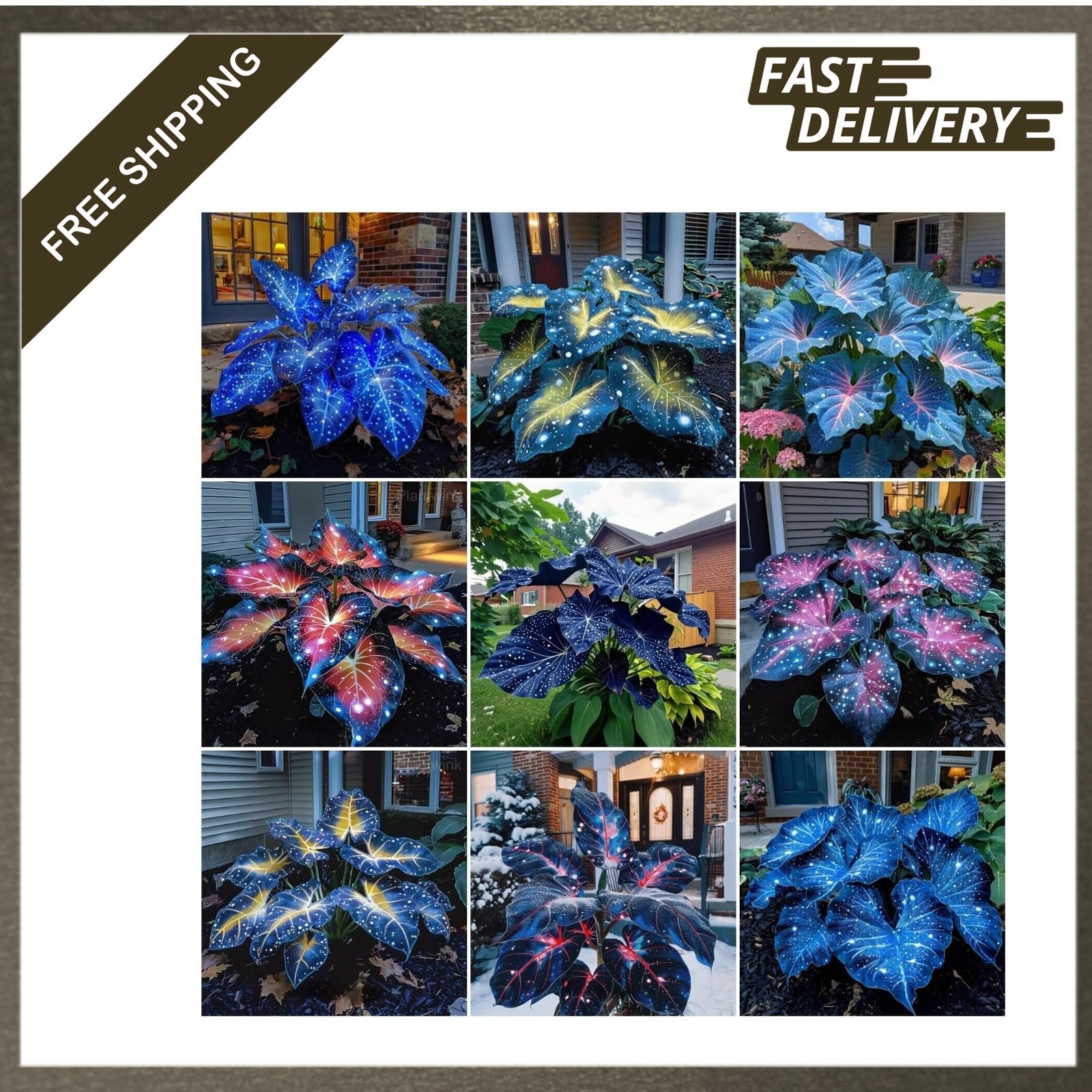 Mixed Hosta Seeds for Shade Gardens, Cold-Tolerant Perennial Foliage Plants
