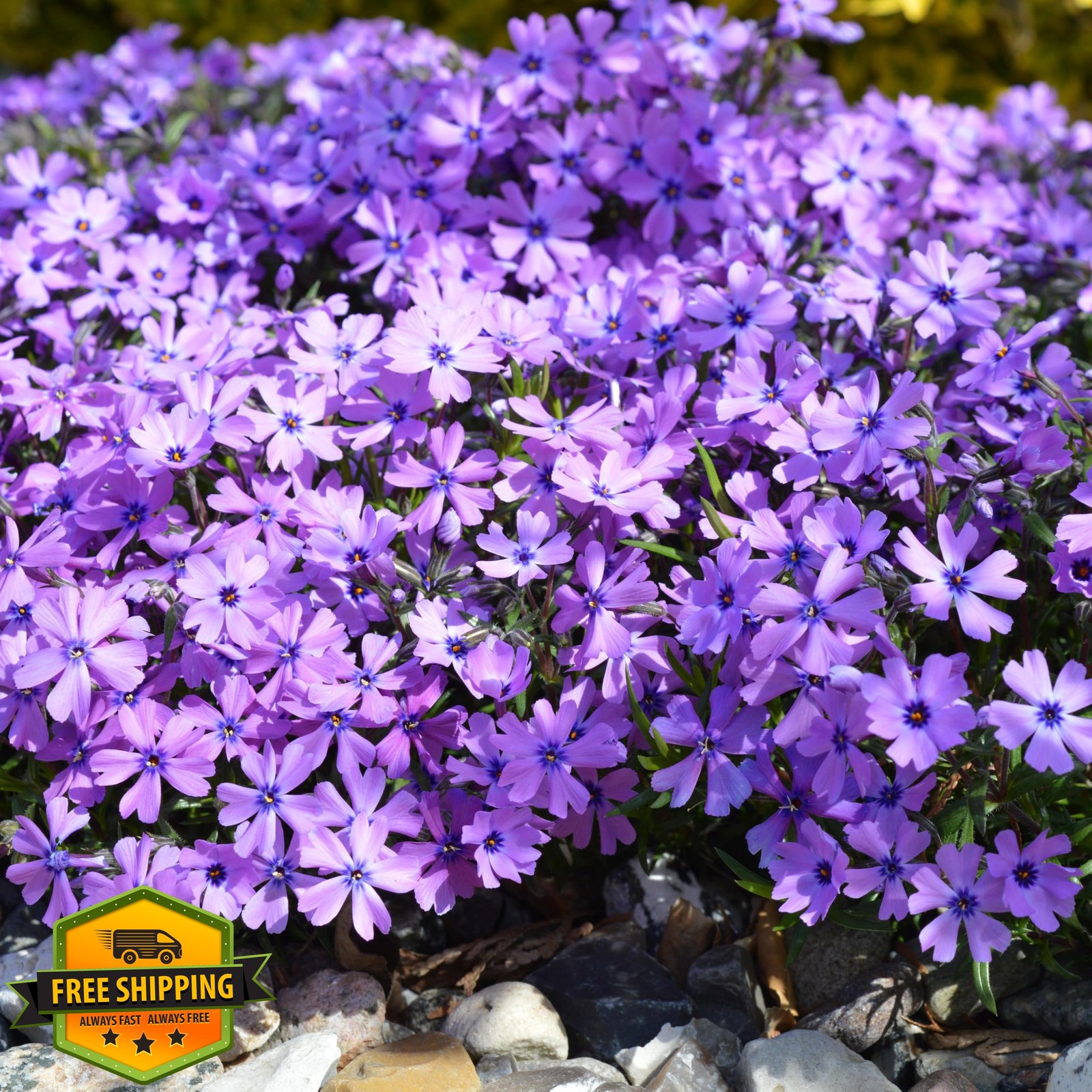 Carpet Creeping 1000+ Phlox Seeds Ground Cover Purple