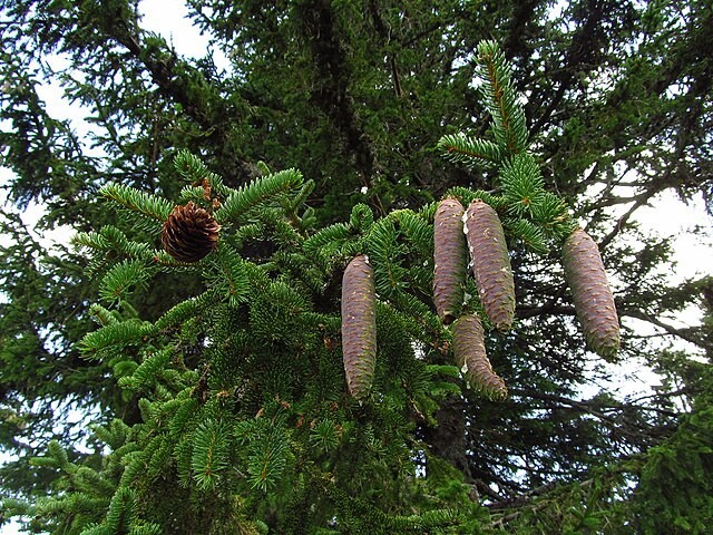 Picea abies | Norway Spruce | 30 Seeds