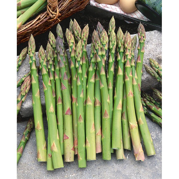24 Asparagus Crowns “Mary Washington” 2 Yrs(Pack of 24 Bare Root Plants)Zone 3-8