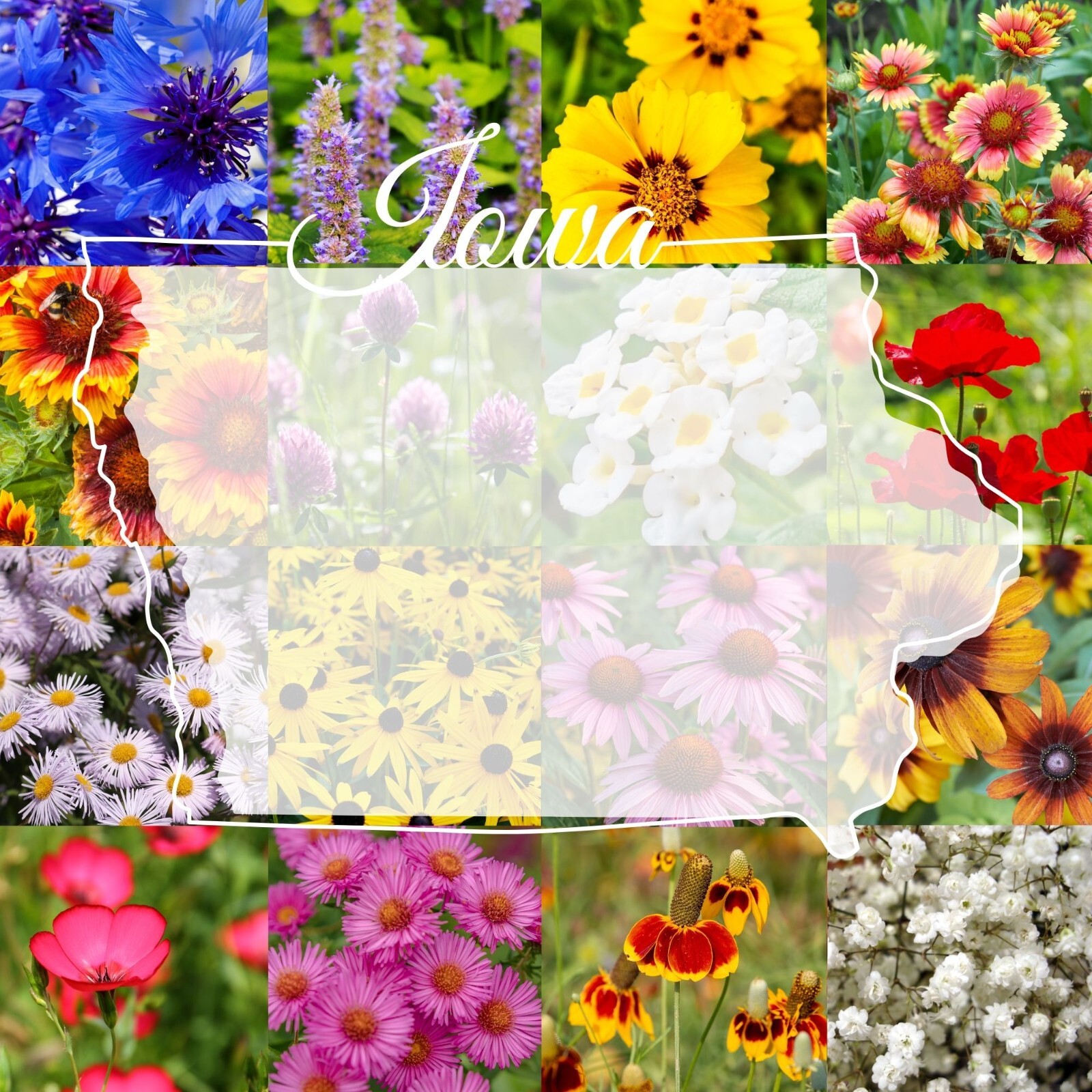 1/4LB Iowa Bulk Wildflower Seed Mix 1lb Covers 2,000sq-ft