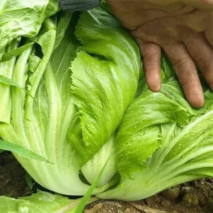 3x Hat Cai Be Dua, Chinese Indian Mustard 750+ Seeds/bag GAI CHOI Cabbage