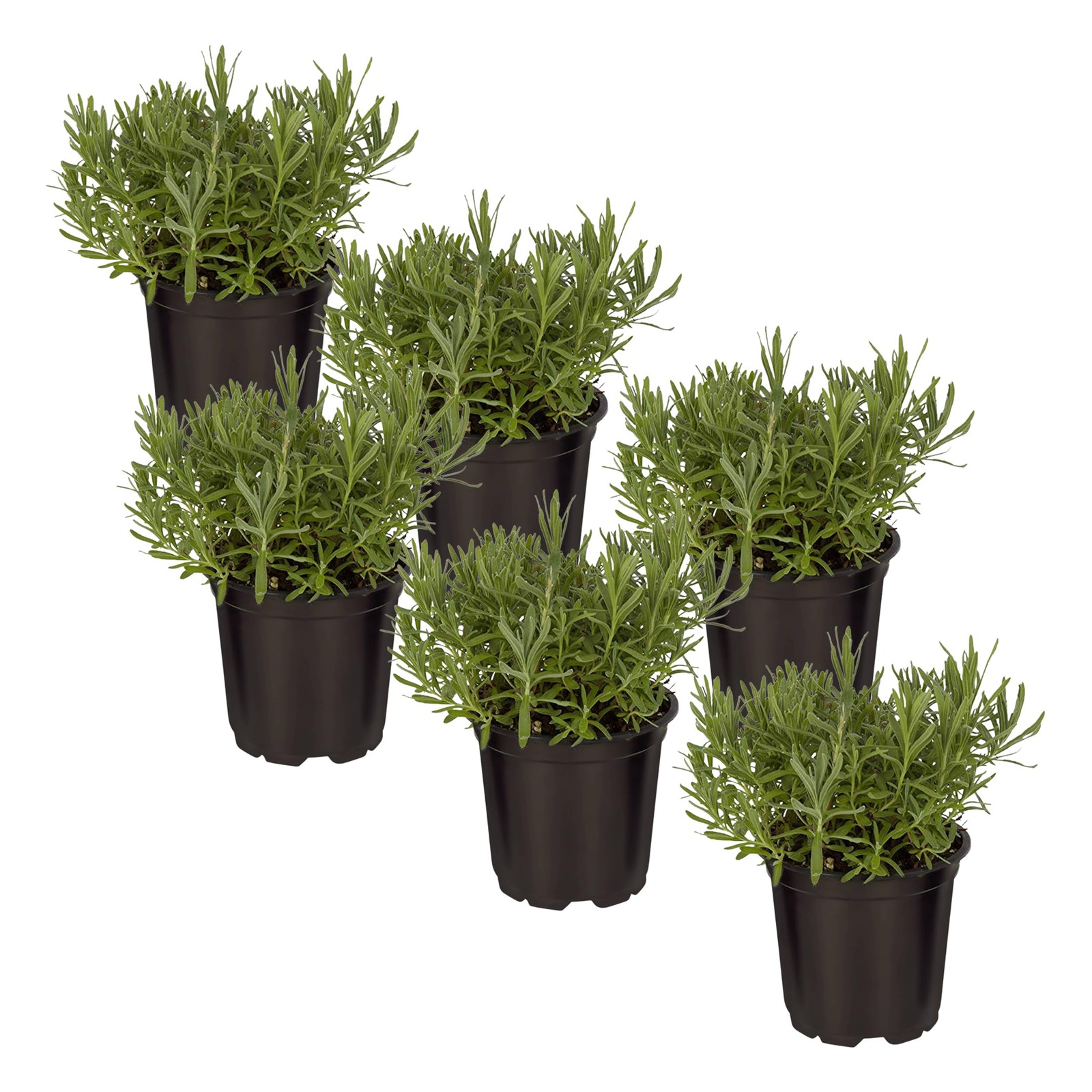 Live Lavender 6 Per Pack, Aromatic and Health Enhancer, Natural Sleep and Str…
