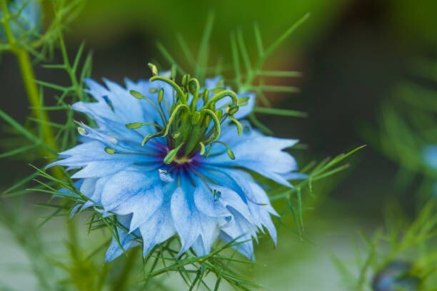 50 LOVE IN A MIST SEEDS | SALE FREE SHIPPING NON GMO HEIRLOOM