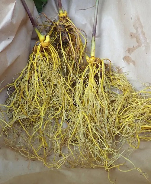 5 Goldenseal roots for planting ~Woodland Gardens ~Winter Hardy ~live bare root