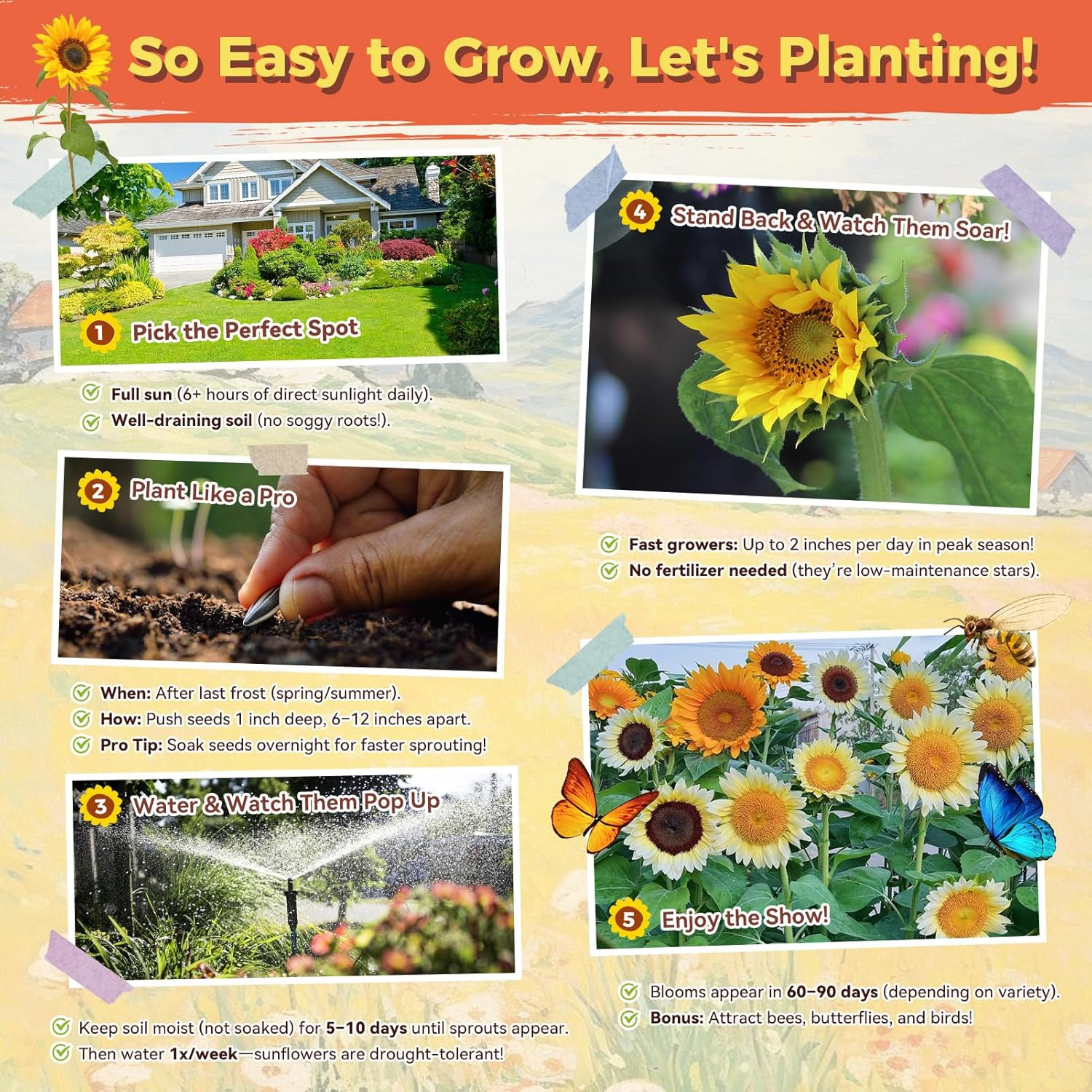Sunflower Seeds for Planting | Giant Mammoth Sunflower Bulk Packet 3000+ Heirloo