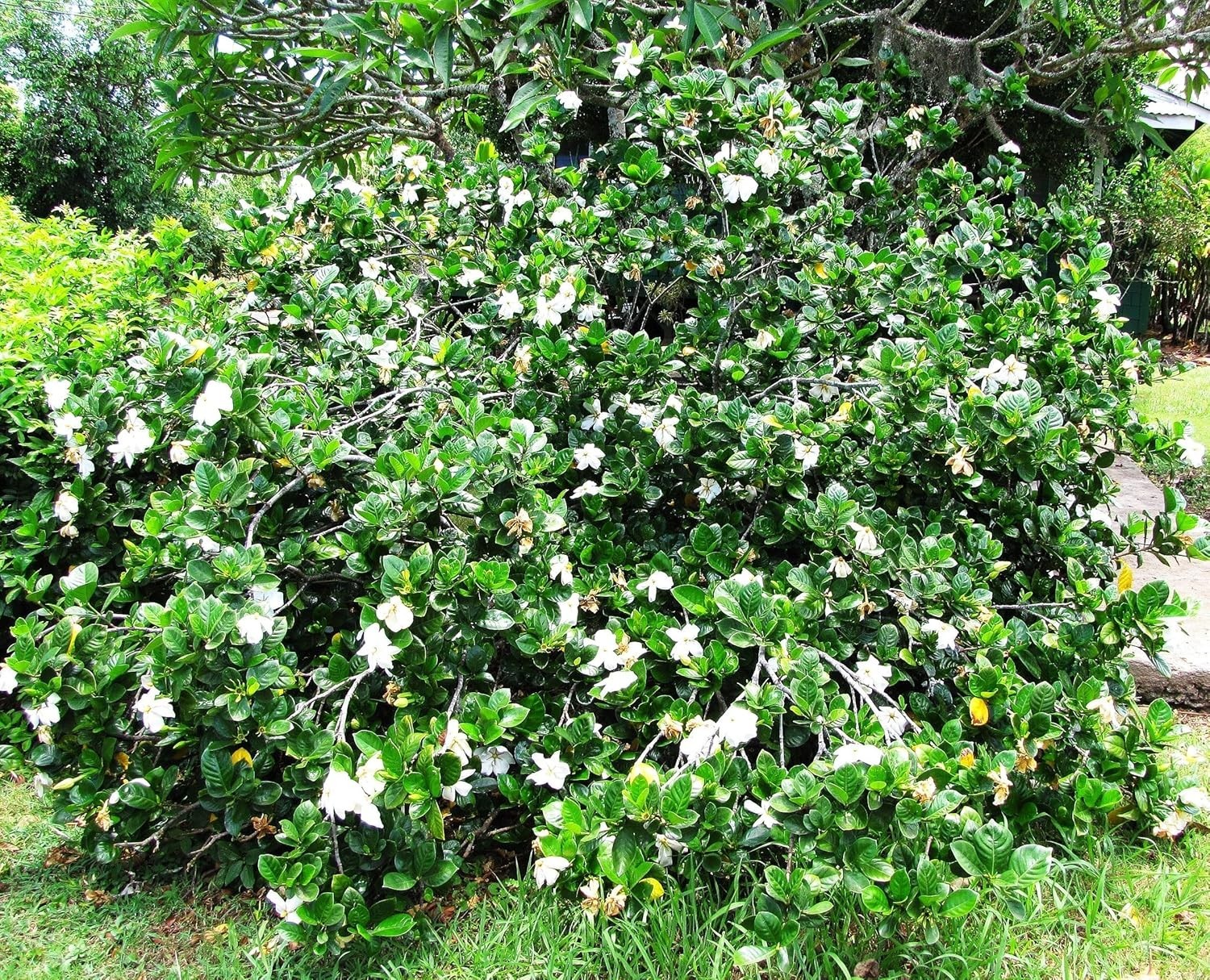 500+ Gardenia Jasminoides Seeds Fragrant White Cape Jasmine Flower Tropical Shru