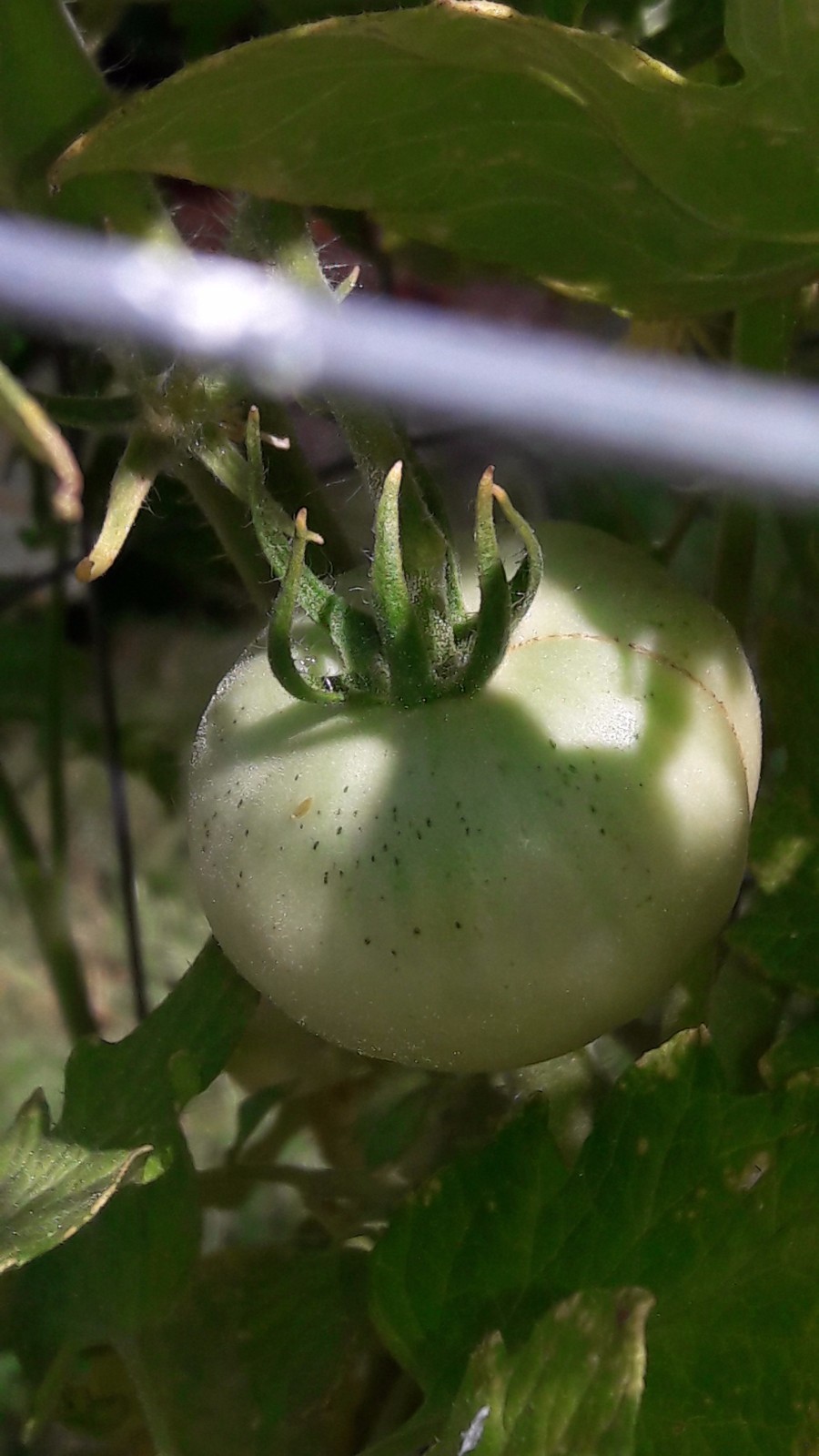 Livingston’s Lutescent, or “Honor Bright” tomato RARE HEIRLOOM 10 Seeds