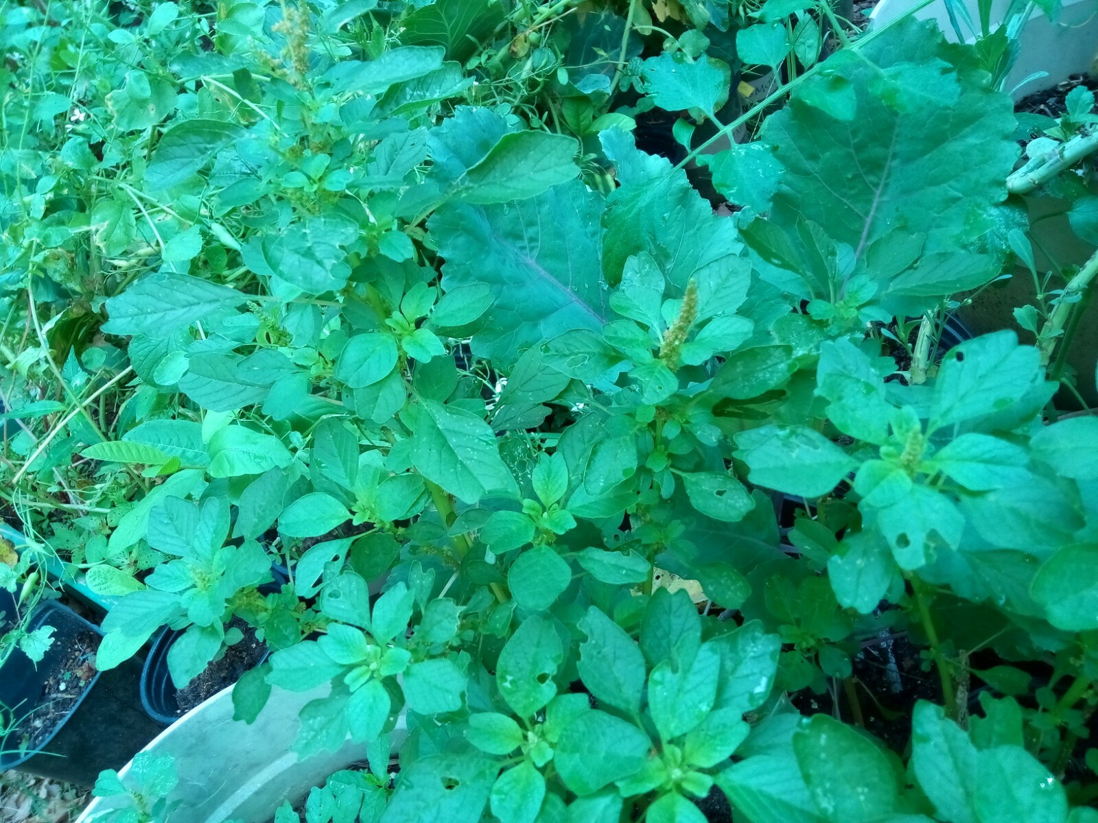 500+ Green Amaranth Seeds(Indian Siru Keerai/Koora Thampala ) Leafy Vegetable.