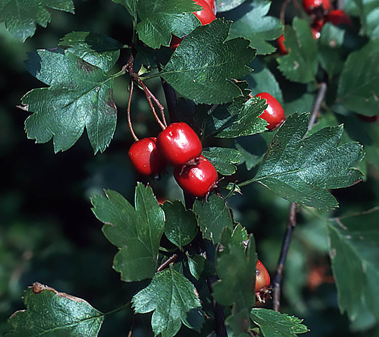 English Hawthorn, Crataegus laevigata, Tree Seeds