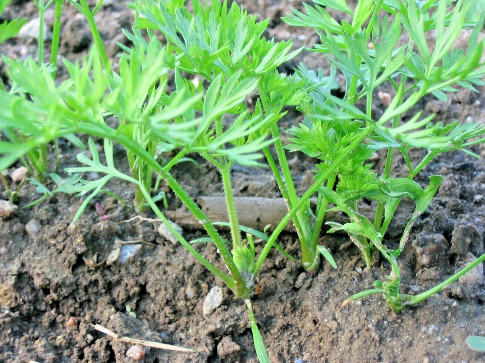 401+DANVERS CARROT Seeds Organic Heirloom Vegetable Garden Container Heavy Soils